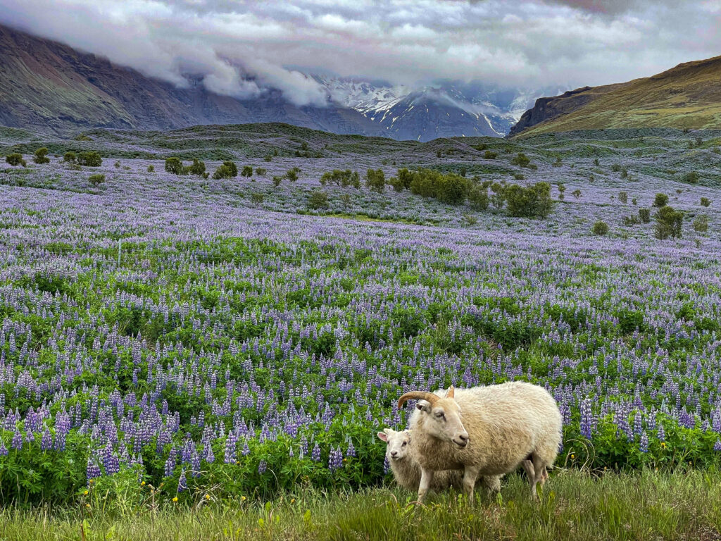 Sheep with baby in lupine field