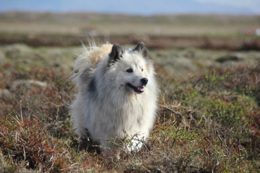 Icelandic Sheep Dog
