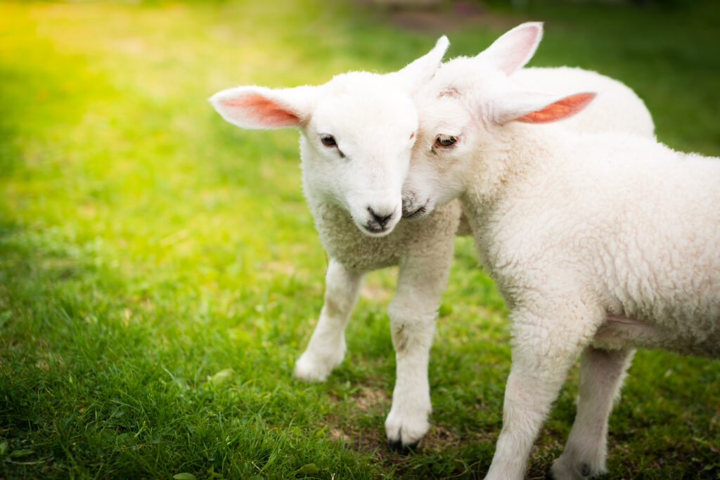 Two lambs cuddling on the green field