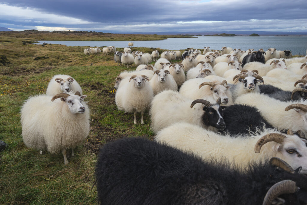 Icelandic Sheep Activities for Herding Dogs