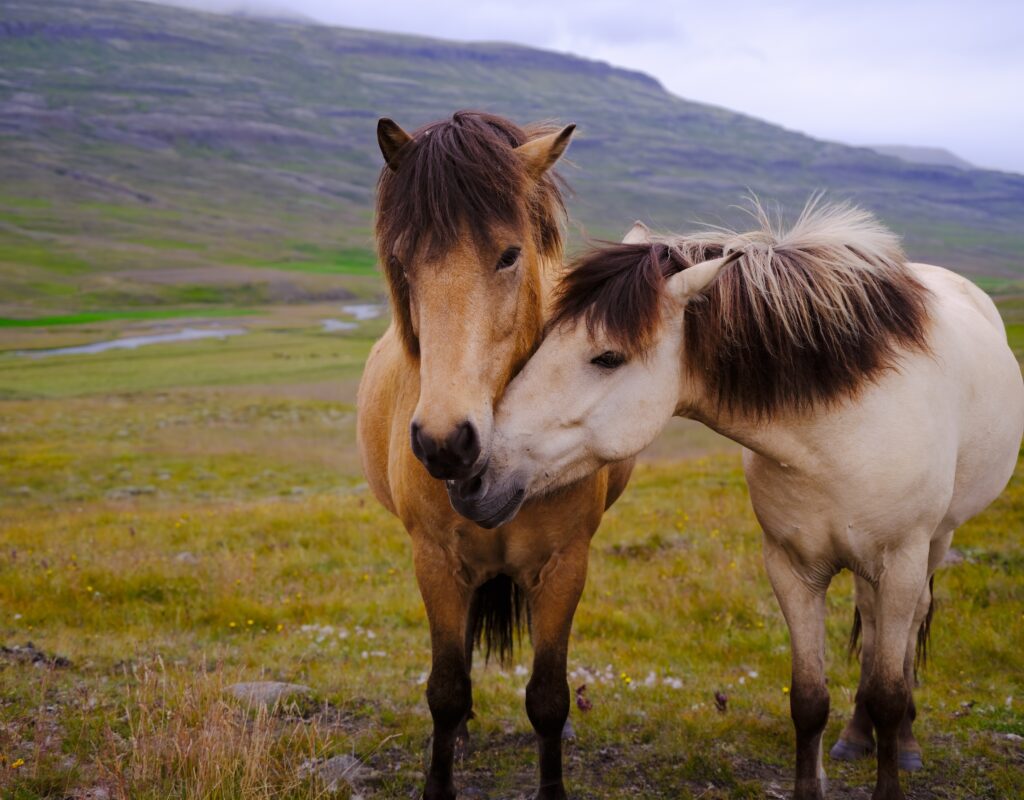 Icelandic Horses