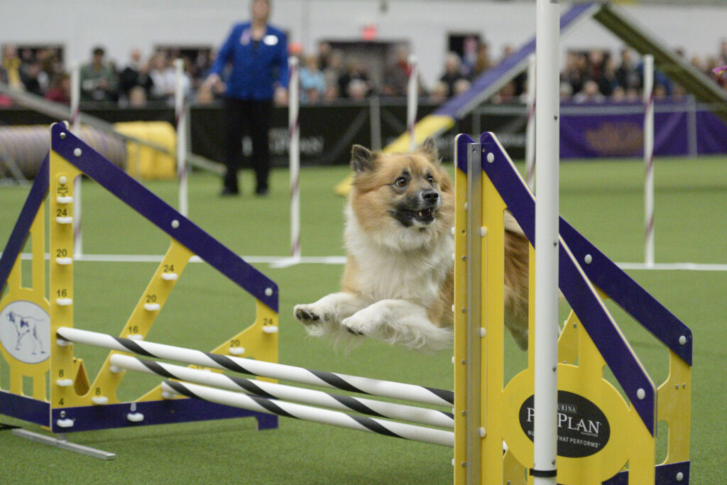 (C)KEY4PRINTS2013 Activities for Herding Dogs