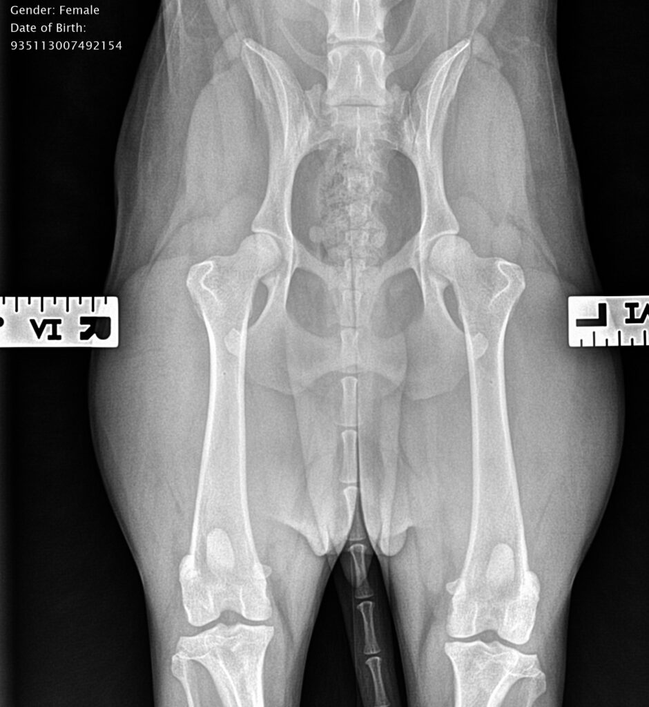 OFA Health Testing Hips